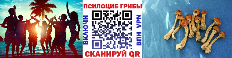 Галлюциногенные грибы прущие грибы  Гвардейск 